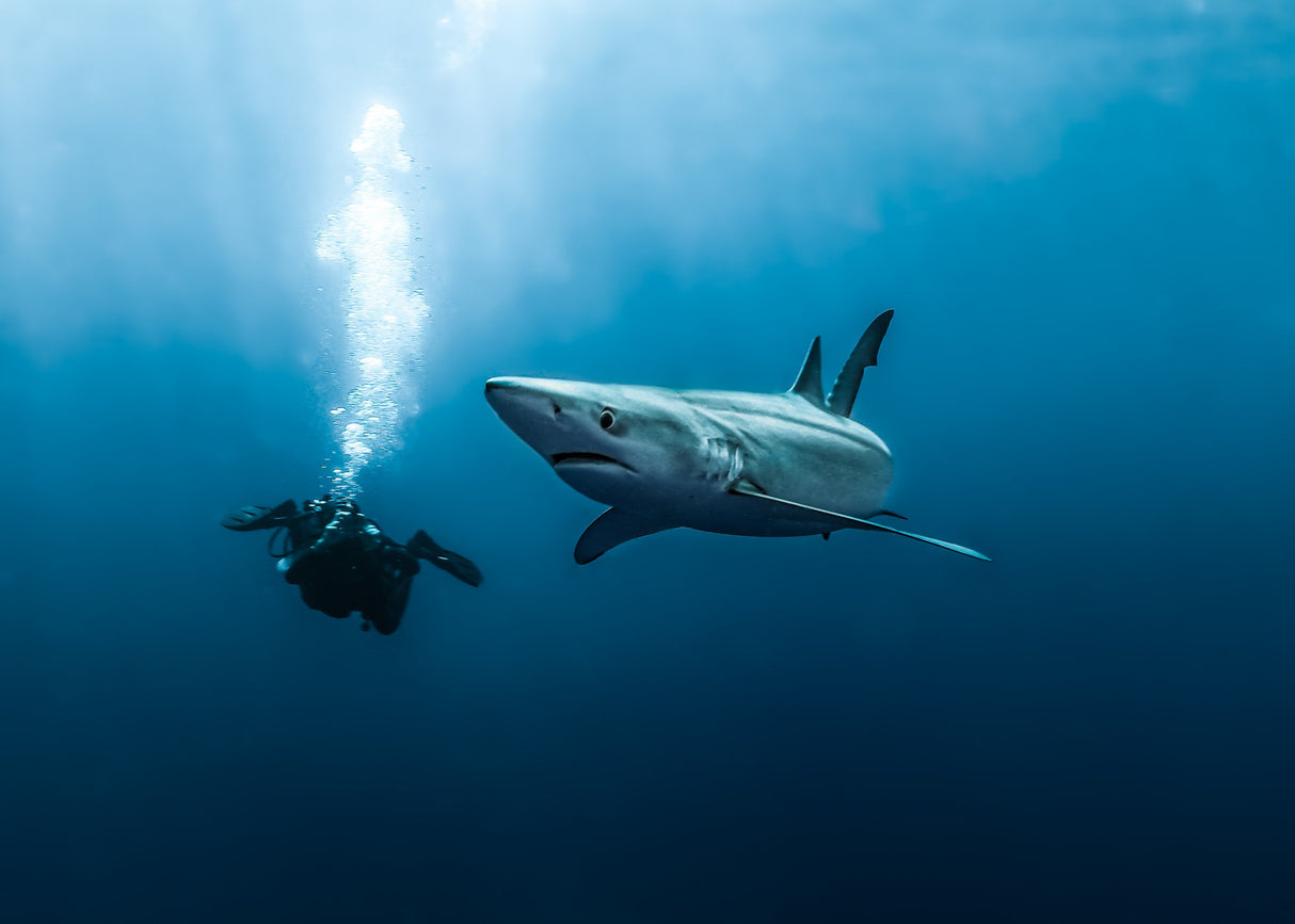 Dive and Explore the Azores- September 10-18, 2025