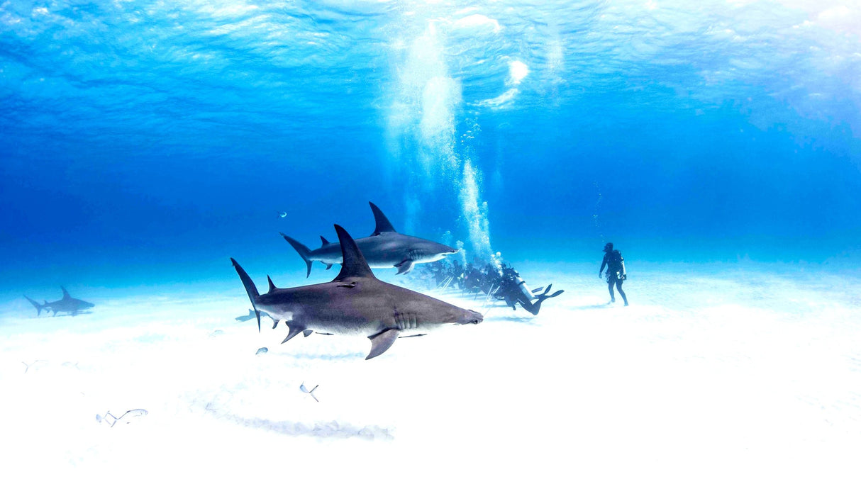 Bimini Hammerhead Daytrip Scuba Package