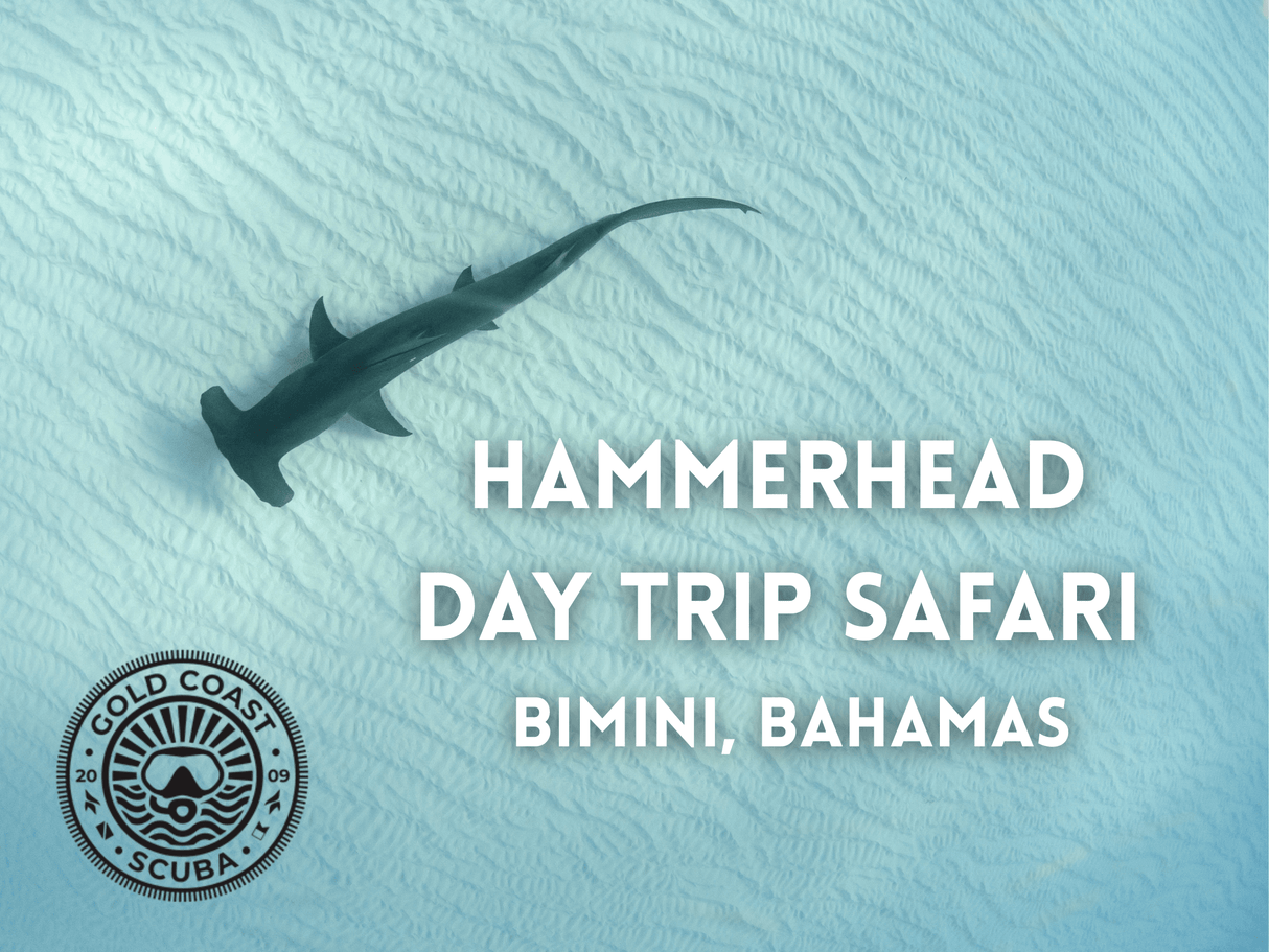 Group Bimini Hammerhead Daytrip- Nov 12, 2025!