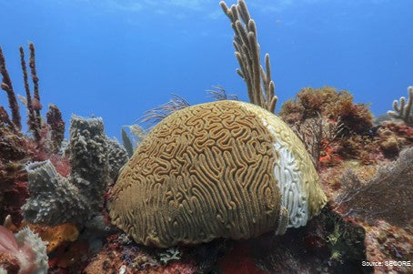 BleachWatch Course and Distinctive PADI Specialty Diver Program