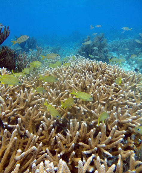 Eco-Friendly Diving: Protecting Lauderdale By The Sea Reefs While You Explore