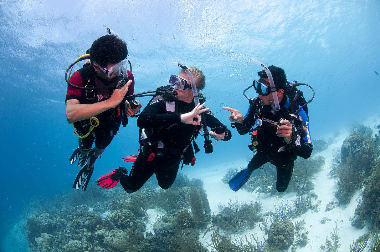 PADI Open Water Checkout or Referral Dives