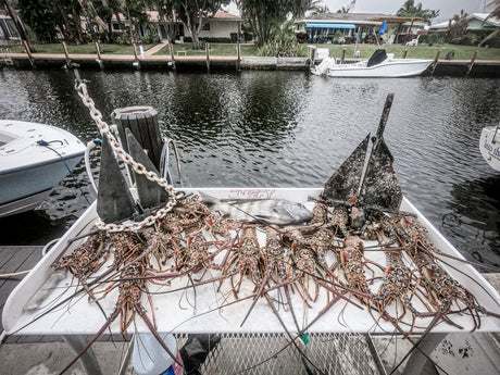 End of Season Lobster Dive