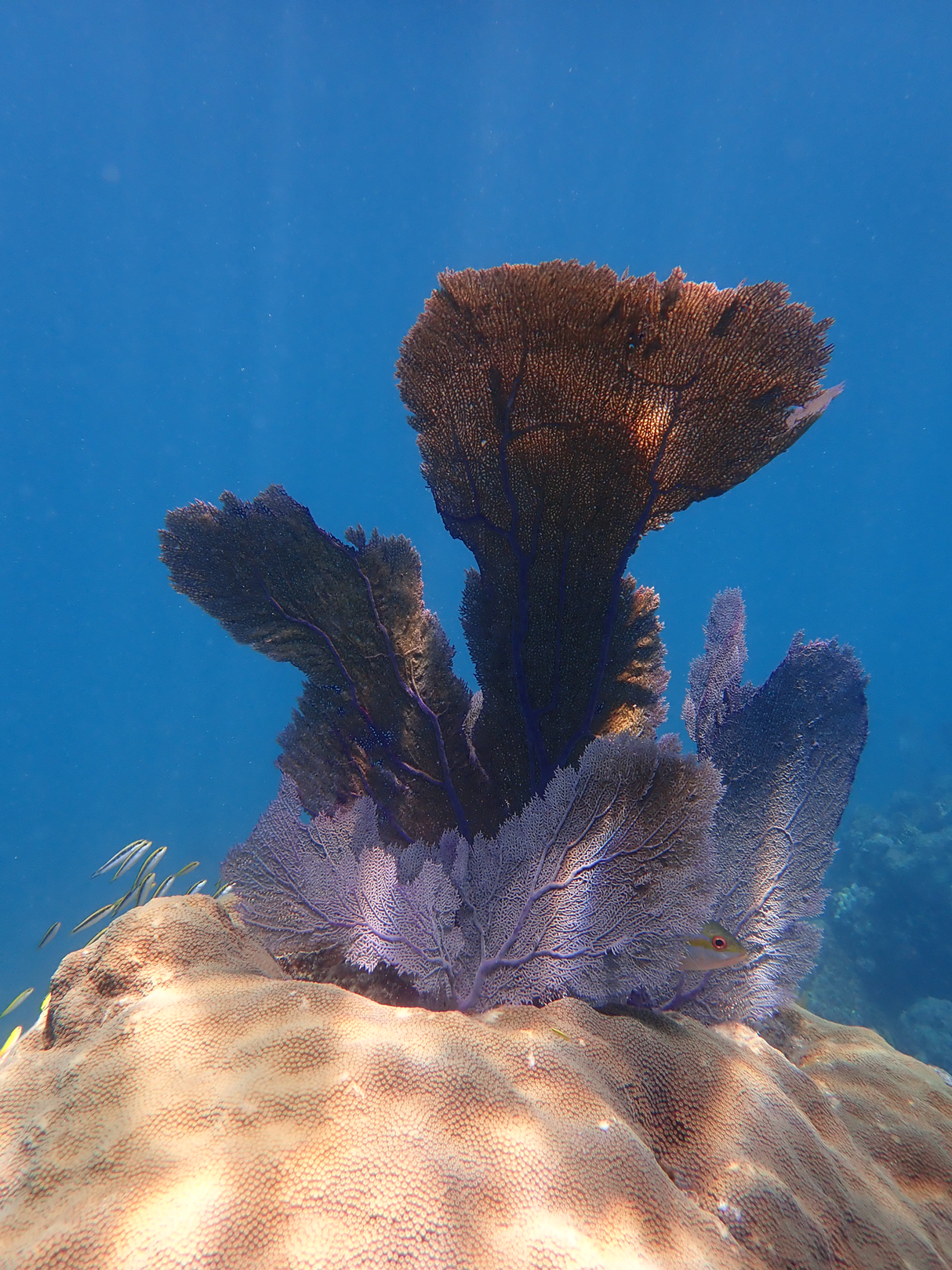 BleachWatch Course & Distinctive Specialty Diver Program (Select Dates Only- June 29, 2025)
