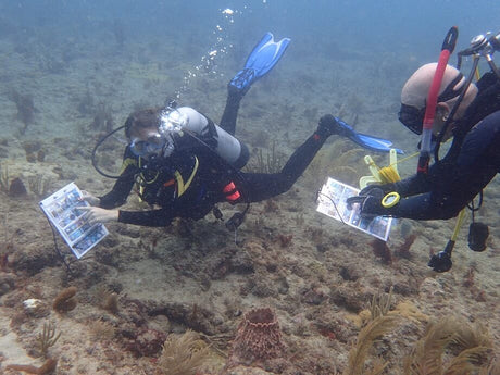 BleachWatch Course & Distinctive Specialty Diver Program (October 18, 2025- Select Dates Only)