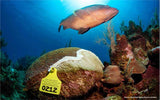 BleachWatch Course & Distinctive Specialty Diver Program (Select Dates Only- June 29, 2025)