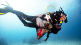 Padi Dive Against Debris