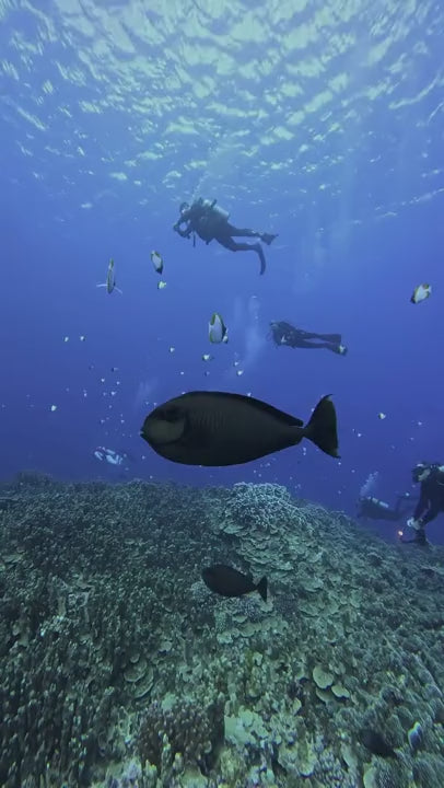 Stream2Sea Every Day Tint Mineral Sunscreen SPF 45, Reef-Safe & EWG Verified